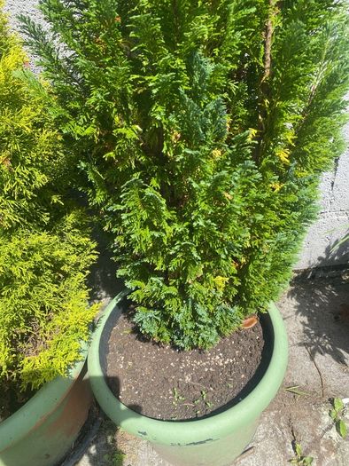 3 Trees   150 Cms   (pots Not Included)