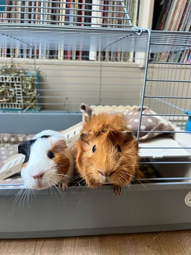 adoption
