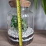 Plant Image 3