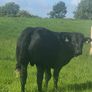 Organic bulls portumna mart Image 2