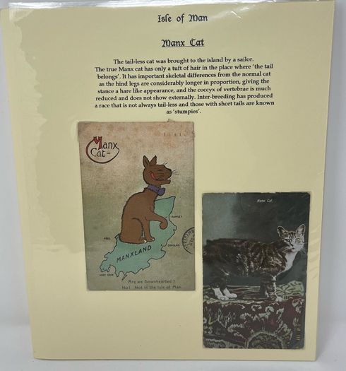 24 Beautifully written up Isle of Man display pages with lots of postcards and stamps. Maps, IOM TT and Manx cat noted