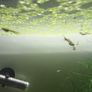 Fish tank including fish Image 9