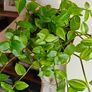 Tradescantia Flumensis Variegated large plant Image 3