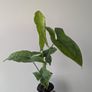 Syngonium Mojito Plant Image 2