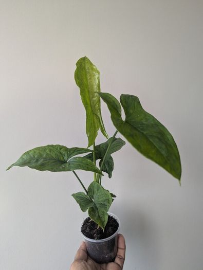 Syngonium Mojito Plant