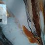 Brand new hand painted splashback Image 4