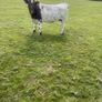 Breeding Heifers Image 4