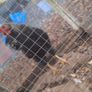 Rooster Image 3