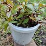 Vietnamese coriander Image 2