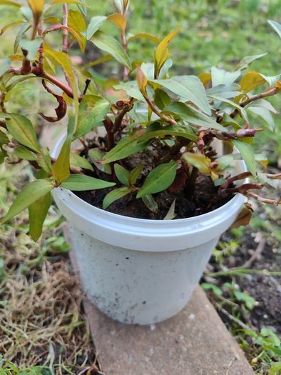 Vietnamese coriander