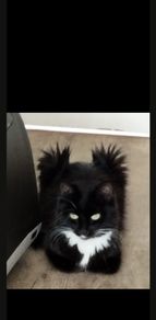 indoor cat