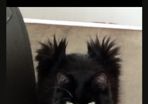indoor cat