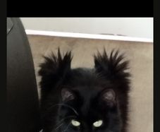 indoor cat