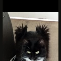 indoor cat