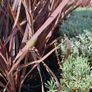 Plants and Shrubs TWO euros Image 6