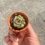 plant Image 2