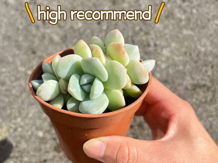plant