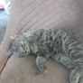 cat Image 2