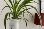 spider plant in ceramic pot