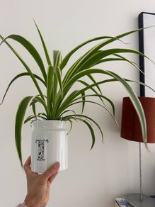 spider plant in ceramic pot
