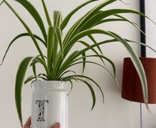 spider plant in ceramic pot