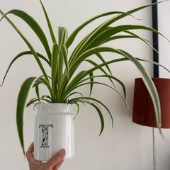 spider plant in ceramic pot