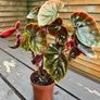Begonia Image 2