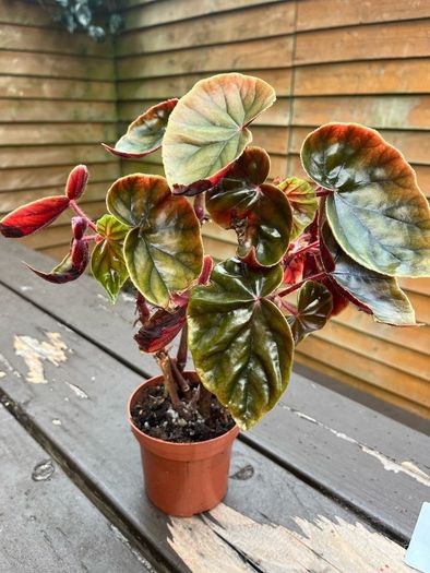 Begonia