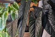 Alocasia scalpum baby plants