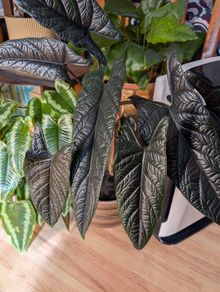 Alocasia scalpum baby plants
