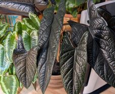 Alocasia scalpum baby plants