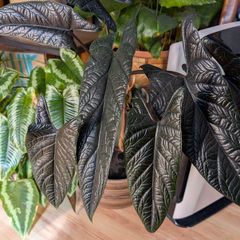 Alocasia scalpum baby plants