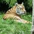 gurdeep80