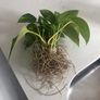 Money plant/Golden pothos/Epipremnum aureum Image 2