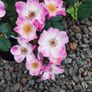 Quality Roses just 15 euro Image 6