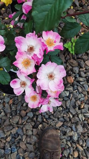 Quality Roses just 15 euro