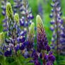 Lupin Seeds (Mixed Colours) Image 4