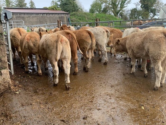 35 super 380kg charlaois heifers