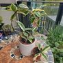 Hoya Krimson Queen for sale Image 3