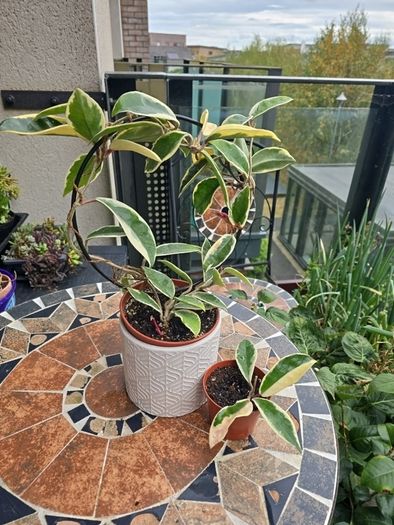 Hoya Krimson Queen for sale