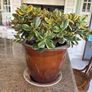 jade plant Image 3