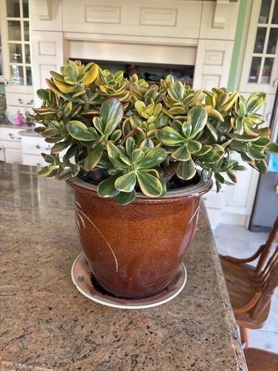 jade plant