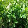 Large Laurel Hedging over 3.5ft tall (120cm) Image 4
