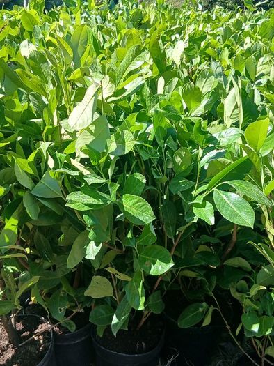 Large Laurel Hedging over 3.5ft tall (120cm)