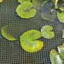 pond lilies Image 2