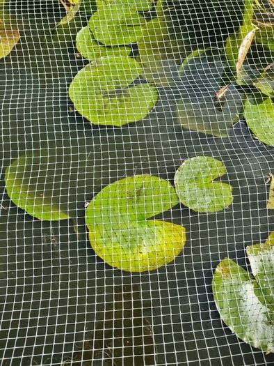pond lilies