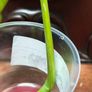 No.75 Monstera Albo Water Rooting Image 4