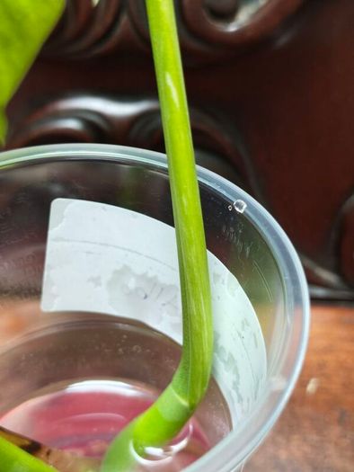 No.75 Monstera Albo Water Rooting