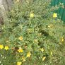 Hypericum large bush Image 4