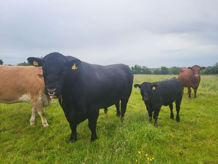Angus Bull